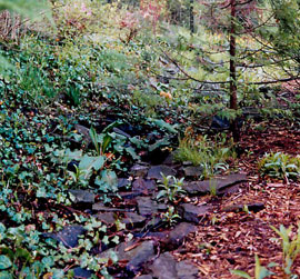 Dry Stream Bed